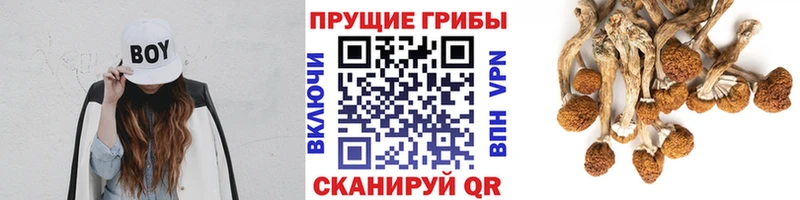 Псилоцибиновые грибы Magic Shrooms  Сасово 